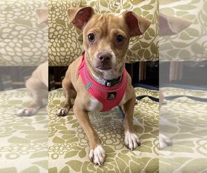 Chihuahua-Unknown Mix Dogs for adoption in Mundelein, IL, USA