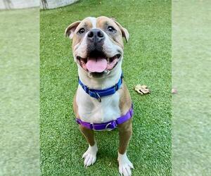 Mutt Dogs for adoption in San Francisco, CA, USA