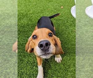 Beagle Dogs for adoption in Arlington, VA, USA