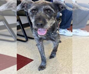 American Pit Bull Terrier-Unknown Mix Dogs for adoption in Plano, TX, USA