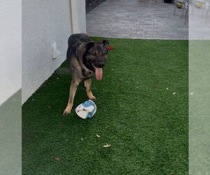 German Shepherd Dog Dogs for adoption in Fort Lauderdale, FL, USA