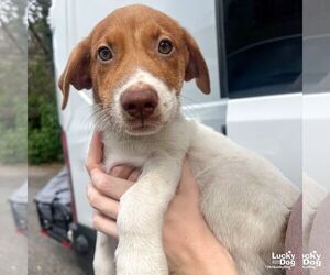 Dachshund-Spaniel Mix Dogs for adoption in Washington, DC, USA