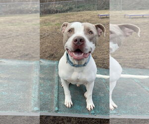 American Pit Bull Terrier-Unknown Mix Dogs for adoption in Virginia Beach, VA, USA