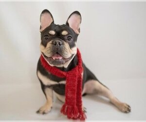 French Bulldog Dogs for adoption in Euless, TX, USA