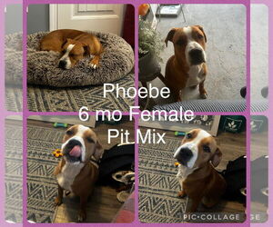 Mutt Dogs for adoption in Jacksonville, NC, USA