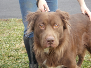 Sheprador Dogs for adoption in Batavia, OH, USA