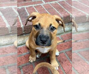 Black Mouth Cur-Unknown Mix Dogs for adoption in The Woodlands, TX, USA