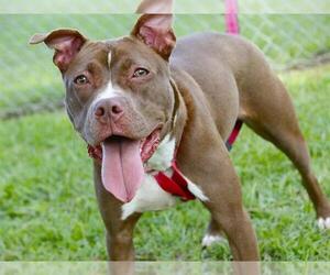 American Pit Bull Terrier-Unknown Mix Dogs for adoption in Tallahassee, FL, USA