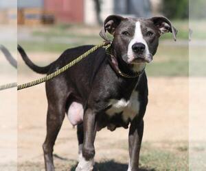 American Staffordshire Terrier-Unknown Mix Dogs for adoption in San Antonio, TX, USA