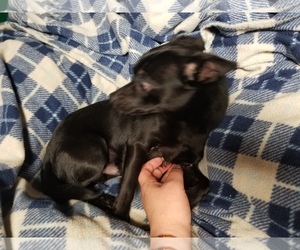 Chihuahua-Unknown Mix Dogs for adoption in Kenosha, WI, USA