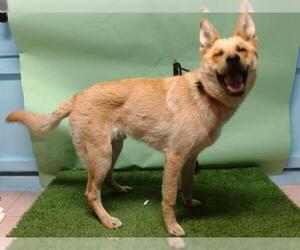 German Shepherd Dog Dogs for adoption in Downey, CA, USA