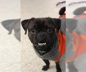 Pug-Unknown Mix Dogs for adoption in Niagara Falls, NY, USA