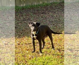 Labrador Retriever-Unknown Mix Dogs for adoption in FRAMINGHAM, MA, USA