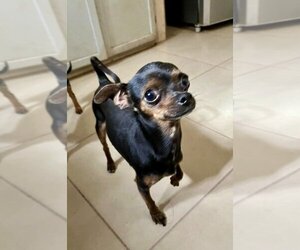 Chihuahua Dogs for adoption in San Diego, CA, USA