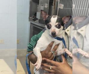 Chihuahua-Unknown Mix Dogs for adoption in Tallahassee, FL, USA