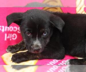 Mutt Dogs for adoption in Thief River Falls, MN, USA