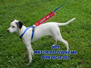 Rat-Cha Dogs for adoption in Huddleston, VA, USA