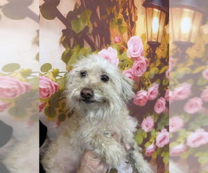 Poodle (Miniature) Dogs for adoption in San Bernardino, CA, USA