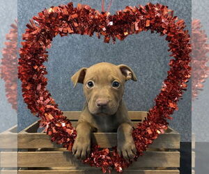 Mutt Dogs for adoption in Rochester, NY, USA