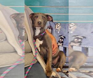 American Pit Bull Terrier Dogs for adoption in Amarillo, TX, USA