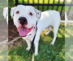 American Pit Bull Terrier Dogs for adoption in Minneapolis, MN, USA