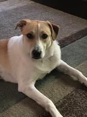 American Gointer Dogs for adoption in Rowayton, CT, USA
