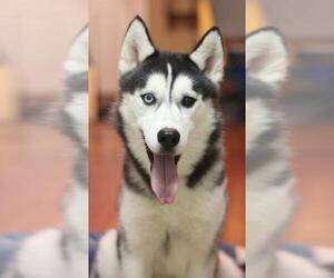 Siberian Husky Dogs for adoption in Diana , TX, USA