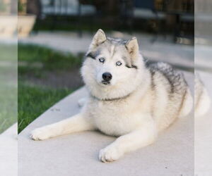 Siberian Husky Dogs for adoption in Omaha, NE, USA