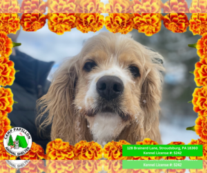Cocker Spaniel Dogs for adoption in Stroudsburg, PA, USA