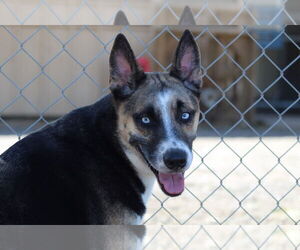 Akita-Unknown Mix Dogs for adoption in El Centro, CA, USA