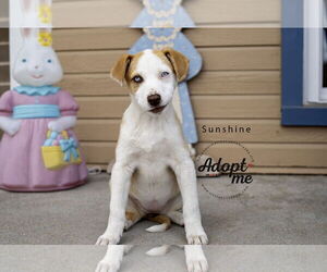 Border-Aussie Dogs for adoption in Omaha, NE, USA