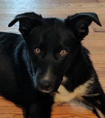 Borador Dogs for adoption in Wheaton, IL, USA