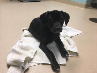 Medium Photo #1 Labrador Retriever-Unknown Mix Puppy For Sale in Waterford, VA, USA