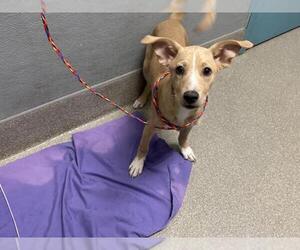 Chihuahua-Unknown Mix Dogs for adoption in Las Vegas, NV, USA