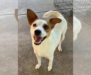 Mutt Dogs for adoption in Lodi, CA, USA