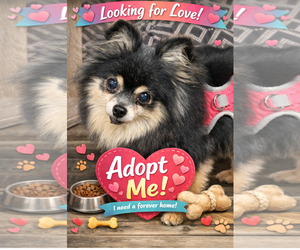 Pomeranian Dogs for adoption in Mount Pleasant, SC, USA