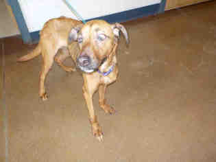 Small Redbone Coonhound Mix