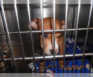 American Pit Bull Terrier Dogs for adoption in Decatur, IL, USA