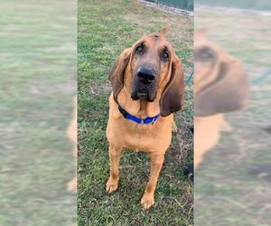 Bloodhound Dogs for adoption in Vero Beach, FL, USA
