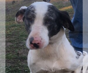Catahoula Leopard Dog Dogs for adoption in Rutledge, TN, USA