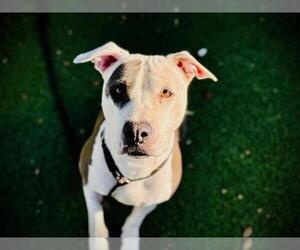 Mutt Dogs for adoption in Orlando, FL, USA