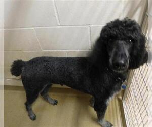 Poodle (Standard) Dogs for adoption in Belleville, IL, USA