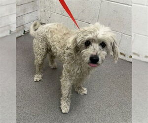 Poodle (Miniature) Dogs for adoption in San Bernardino, CA, USA