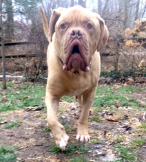 Dogue de Bordeaux Dogs for adoption in Newtown, PA, USA