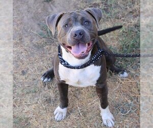 American Pit Bull Terrier Dogs for adoption in Modesto, CA, USA
