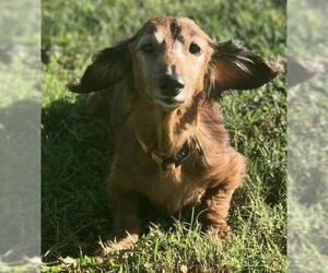Dachshund Dogs for adoption in Mt Vernon, IN, USA