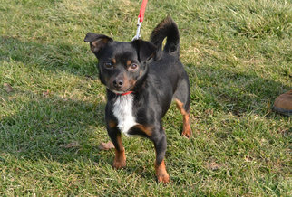 Chipin Dogs for adoption in Akron, OH, USA