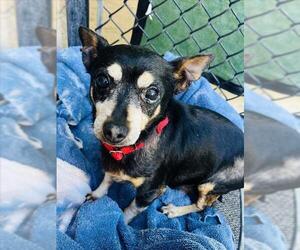 Chihuahua Dogs for adoption in Santa Barbara, CA, USA