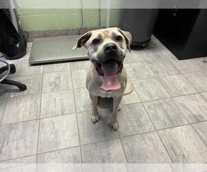 Mastiff-Unknown Mix Dogs for adoption in Grand Prairie, TX, USA