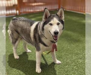 Siberian Husky-Unknown Mix Dogs for adoption in Las Vegas, NV, USA